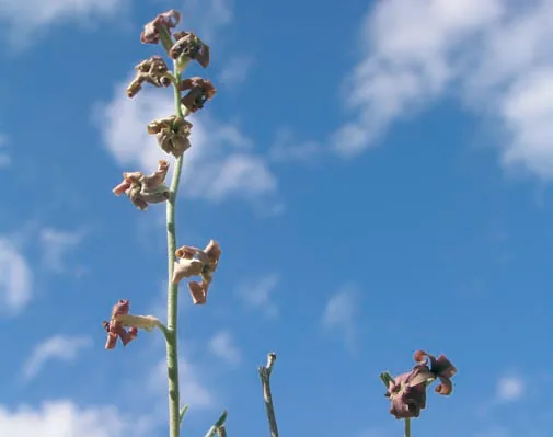 Matthiola anchonifolia