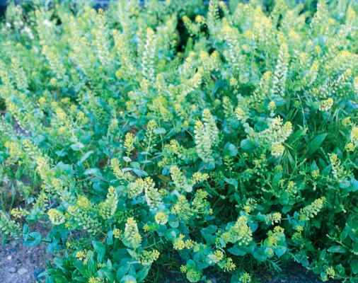 Lepidium perfoliatum