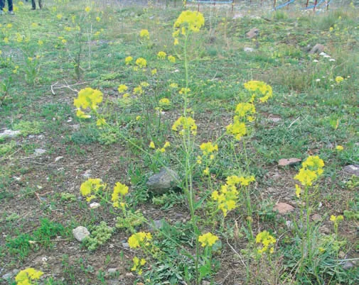 Sisymbrium loeselii