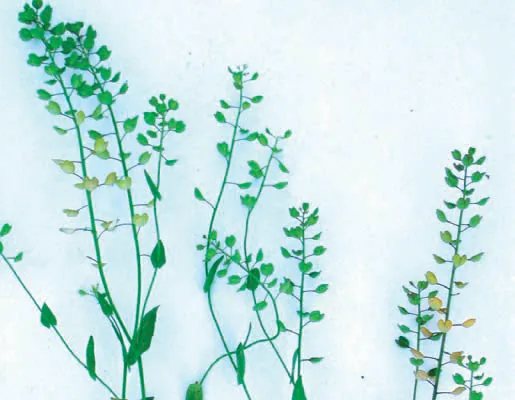 Thlaspi perfoliatum