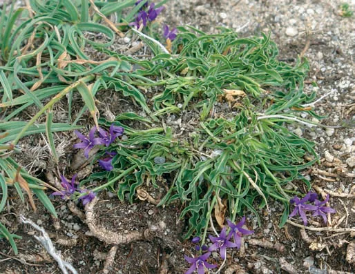Asyneuma limonifolium