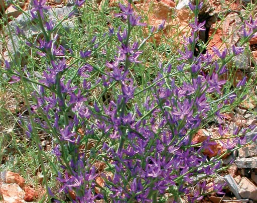 Asyneuma virgatum