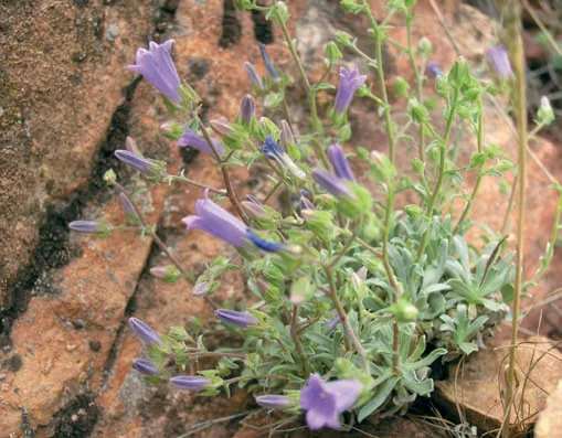 Campanula argentea