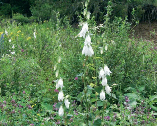 Campanula alliariarifolia