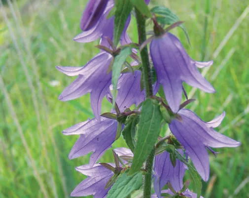 Campanula rapunculoides