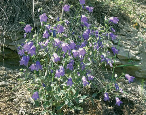 Campanula stricta