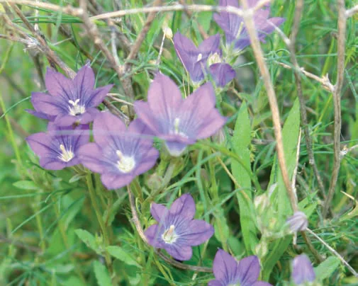Campanulaceae