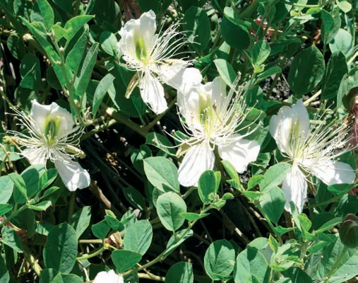 Capparis ovata var. herbaceae