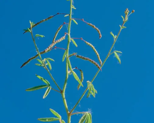 Capparaceae