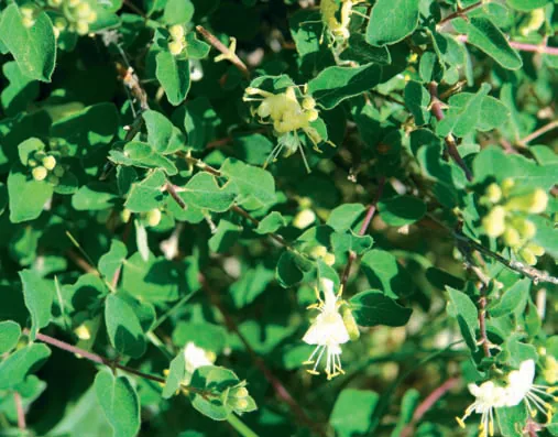 Lonicera xylosteum