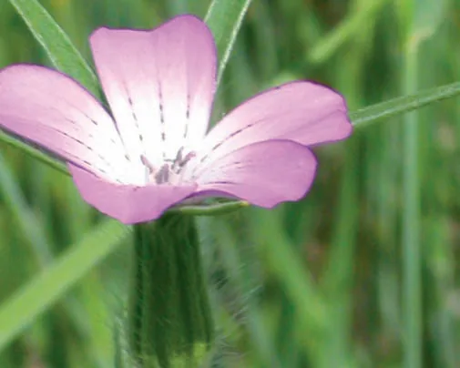 Agrostemma githago
