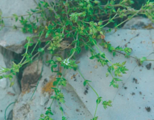 Arenaria serpyllifolia