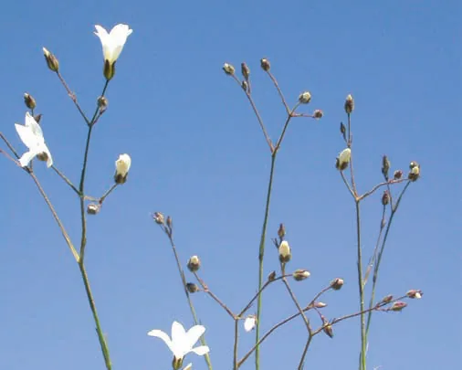 Arenaria gypsophiloides