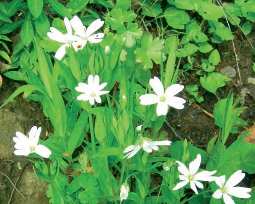 Cerastium anomalum