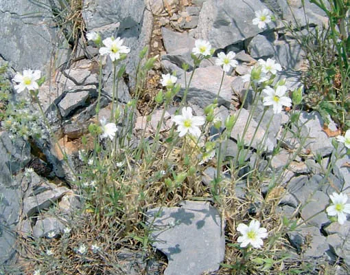 Cerastium banaticum