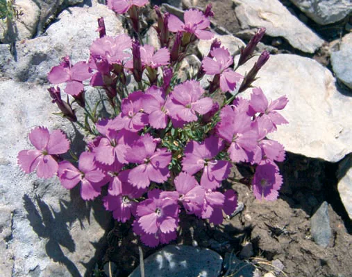 Dianthus balansae