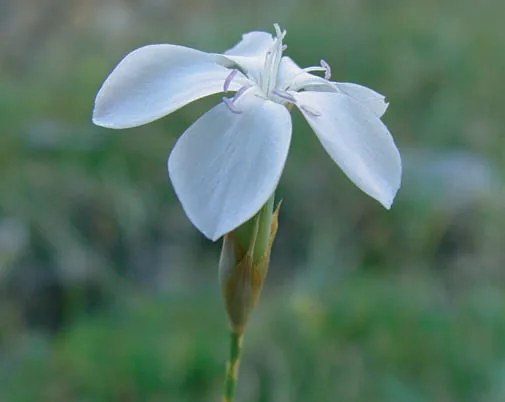 Dianthus lactiflorus