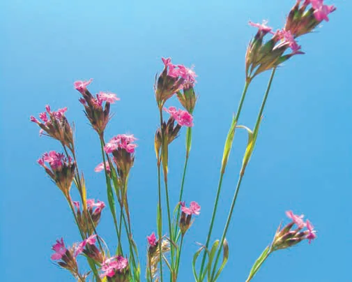 Dianthus masmenaeus