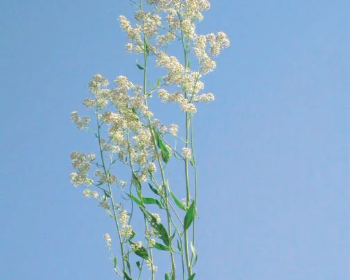 Gypsophila bicolor