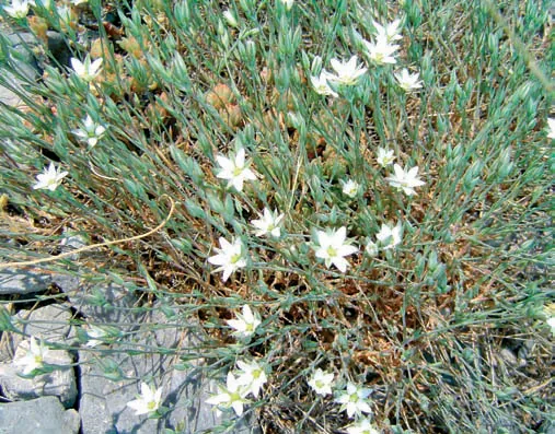 Minuartia anatolica