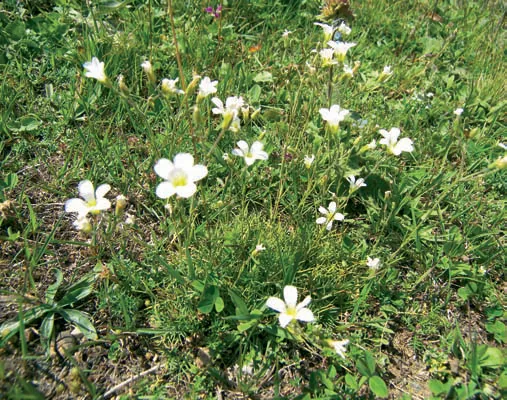 Minuartia circassica