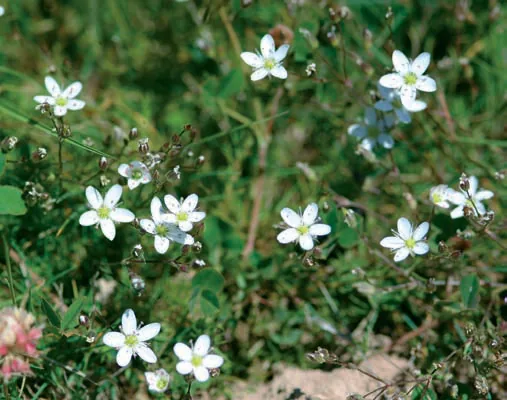 Minuartia hirsuta
