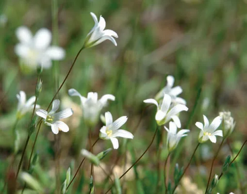 Moenchia mantica