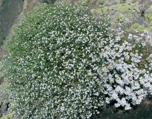 Phryna ortegioides