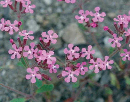 Saponaria kotschyi
