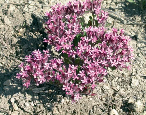 Saponaria prostrata
