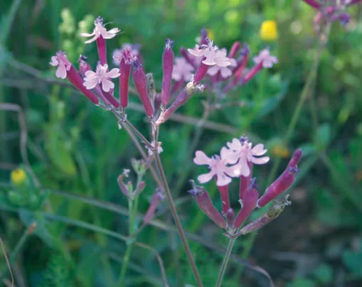 Silene aegyptica