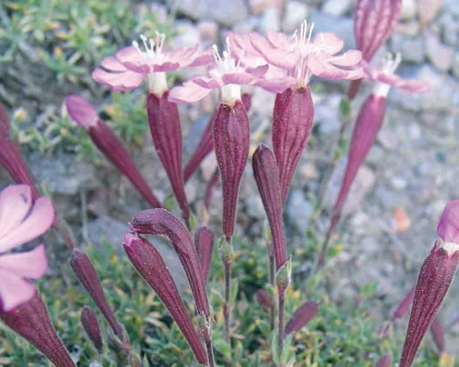 Silene argaea