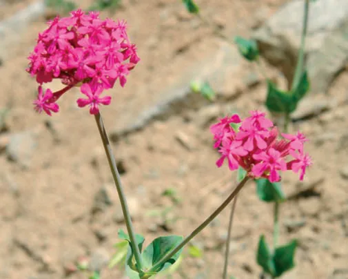 Silene compacta