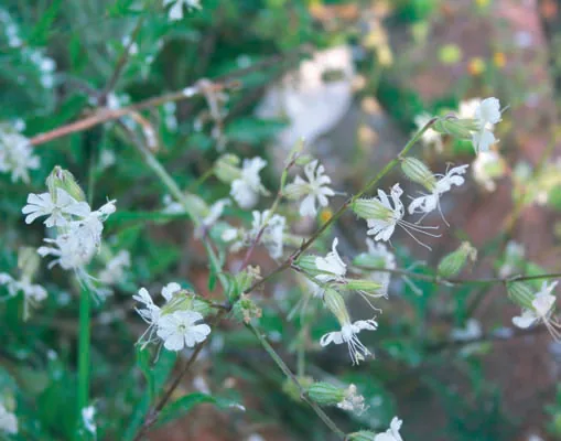 Silene dichotoma