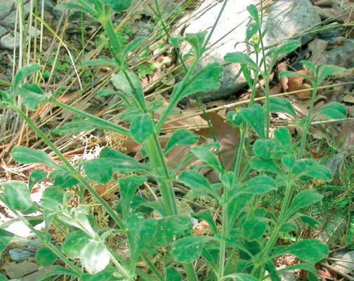 Silene gigantea