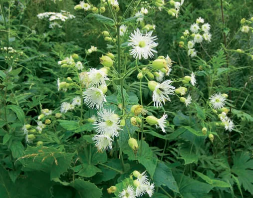 Silene multifida