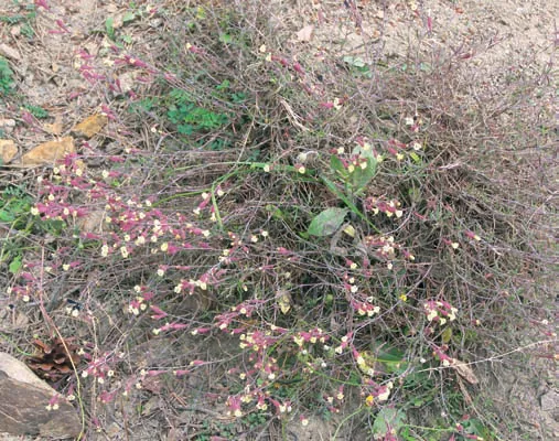 Silene spergulifolia