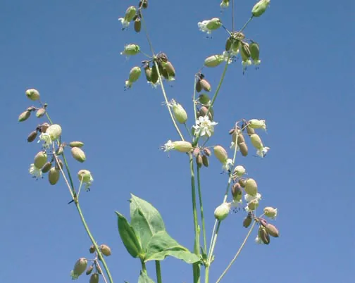 Silene vulgaris