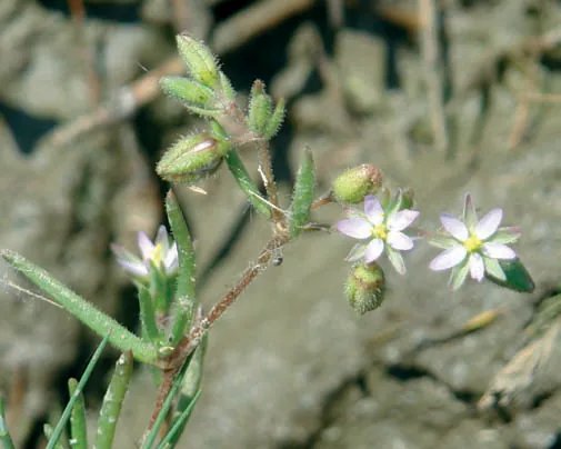 Spergularia marina
