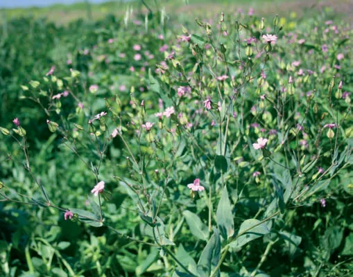 Vaccaria pyramidata