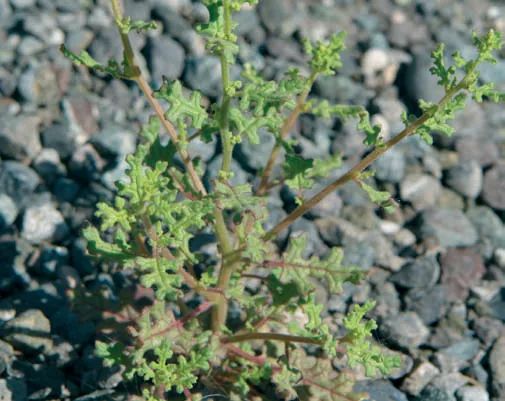 Chenopodium botrys