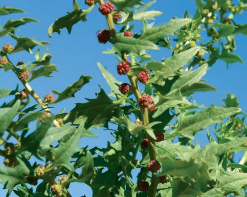 Chenopodium foliosum
