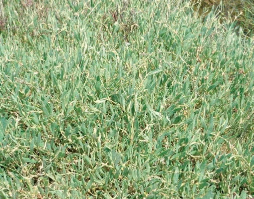 Halimione portulacoides