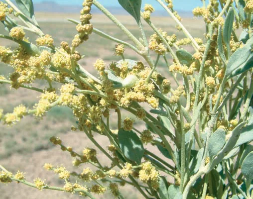 Halimione verrucifera