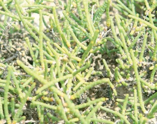 Halocnemum strobilaceum