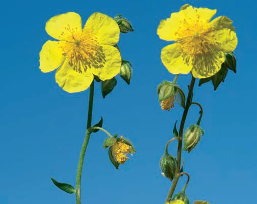 Cistaceae
