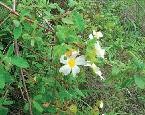 Cistus salviifolius