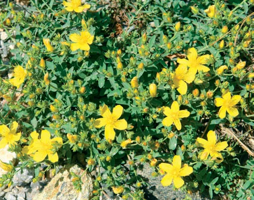 Hypericum bithynicum