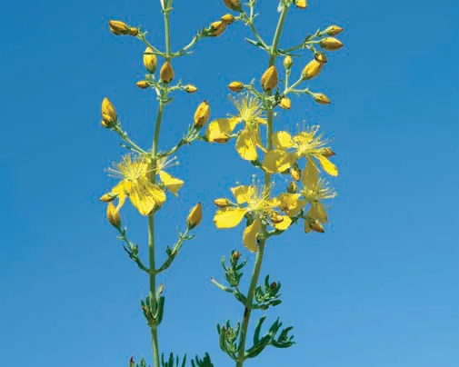Hypericum elongatum