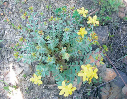 Hypericum origanifolium